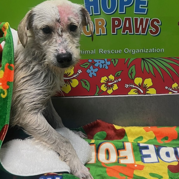 End the Year by Saving a Life | Hope For Paws