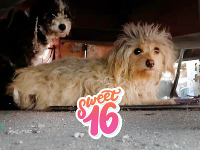 Pregnant dog rescued hours before giving birth!!!