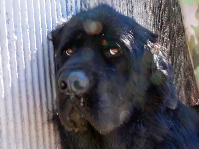 Dog left behind by a homeless person by the freeway - she didn't move! 😢