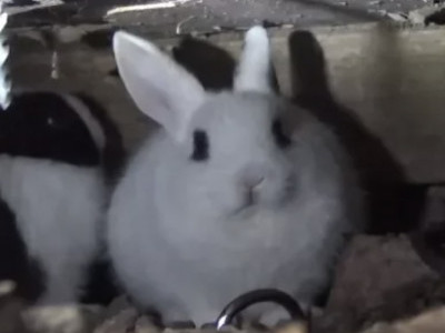 My Favorite Bunny Rescues