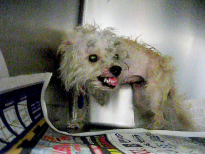 Abused dog rescued the day she was scheduled to be euthanized.