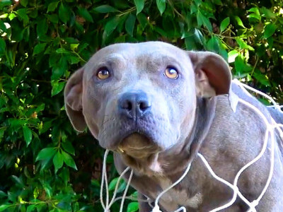 Homeless Pit Bull would LOVE to have a home for Christmas! 💝