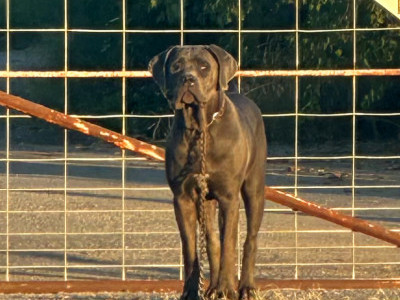 Dog with NO EYES abandoned on the side of the road! PLEASE HELP HER!!!