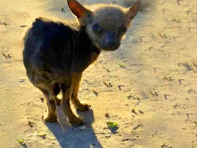 Starving, sick, homeless dog transforms into something amazing just in time for Eldad's birthday! 😊