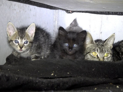 Storm drain rescue with more animals than I expected! 🙀🙀🙀🙀🙀
