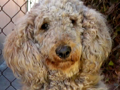 Homeless standard poodle + Hope For Paws' 17th Anniversary