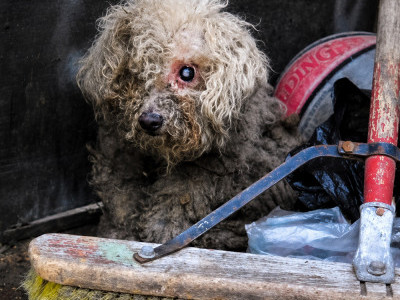 Fiona: The Dog Who Changed Everything