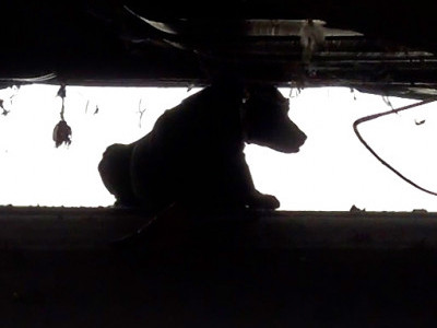 Another senior dog abandoned and left to fed for himself... 🐶💔