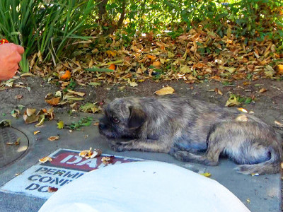 An abandoned dog was so sad and confused - he didn't know how to handle this situation 😰