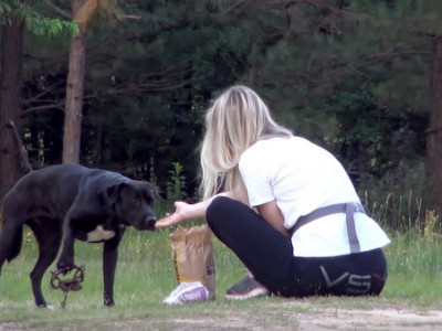 A Labrador stepped on a cruel coyote trap and suffered for days