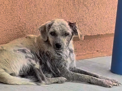 Dog rescue takes a weird turn in the middle of the night 😨 #GivingTuesday 🐶