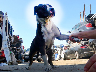 NEVER grab a homeless dog by the leg - it's dangerous!