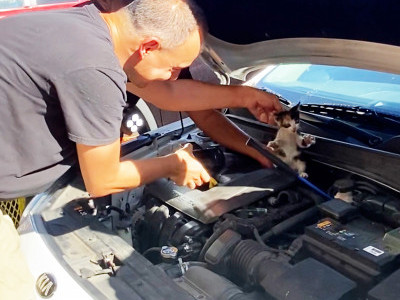 A man drives for miles with a kitten inside his engine 🙀🙀🙀
