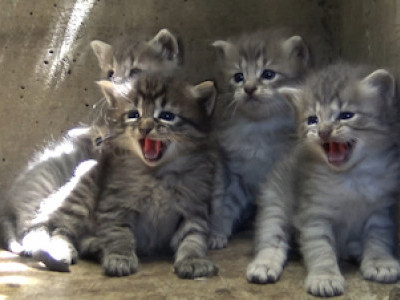 A woman's kindness has allowed this colony of cats to survive for the last two years