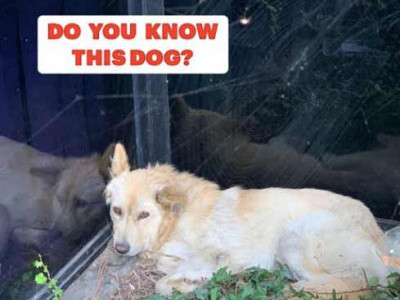 Do you know this lost dog?