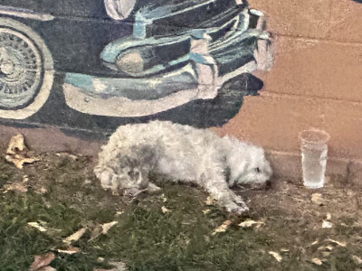 A homeless dog was hit by a car and collapsed at a nearby park
