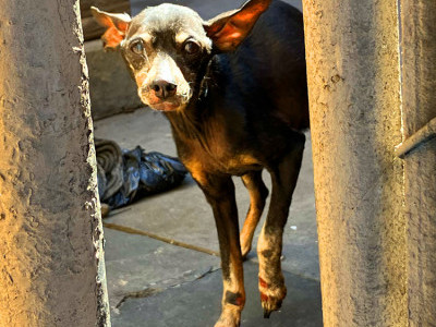 Older injured dog waited patiently for someone to call Hope For Paws