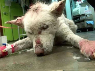 A homeless dog living in a trash pile