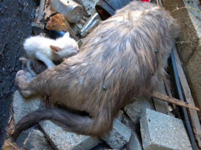 Kittens nursing on their dead mom for two days 😿😿