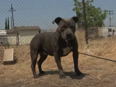 This pitbull was full of love