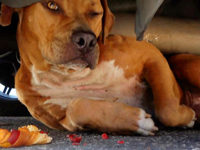 Abandoned Pit Bull hid under a car for a whole day and wouldn't move 🥺
