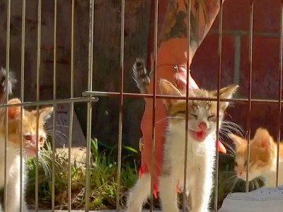 Their mom went to search for food and never returned. 😿😿😿