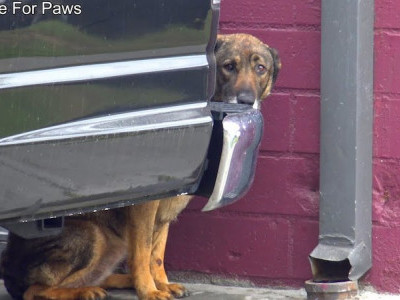 Rain, the homeless German Shepherd