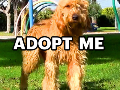 A beautiful dog abandoned in a park 😰