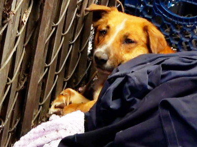 Homeless dog got hit by a car and couldn't move for three days!!! 😰