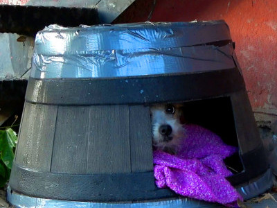 Injured dog with a broken pelvis is so resilient! How do you explain her behavior??? 😱