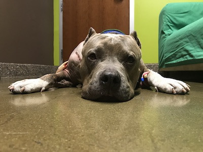 The sheriff had to stop a train to save an injured Pit Bull