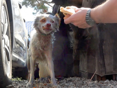 Abandoned dog in a firefighters' training facility is covered with soot and ash