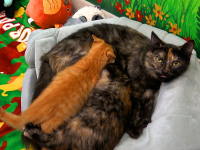 A week of rescuing babies...