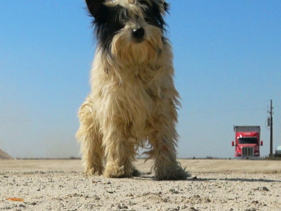 He roamed for many miles through empty fields and drifted onto this haunted property. 👻