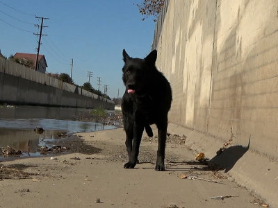 German Shepherd Stuck in the L.A. River