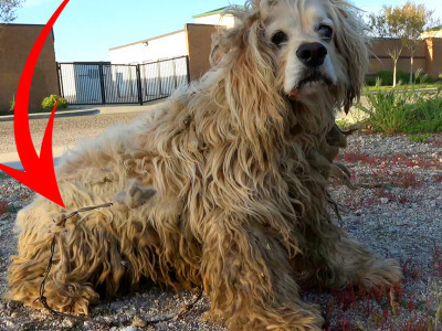 Cocker Spaniel with an embedded BARBED WIRE survives in the desert for 7 months! 😨