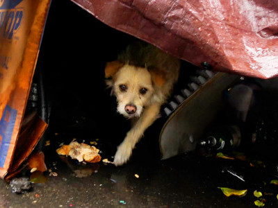 Dog lived in a junkyard his whole life 😰 finally gets a lucky break 🍀⚡