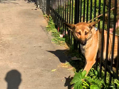 Homeless German Shepherd mother screams for help 🥺