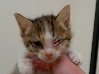 Frightened kittens were happy to be rescued by Hope For Paws - life is good now! 😻