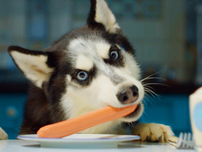 Relaxing videos for dogs and cats. 🐶💝😺
