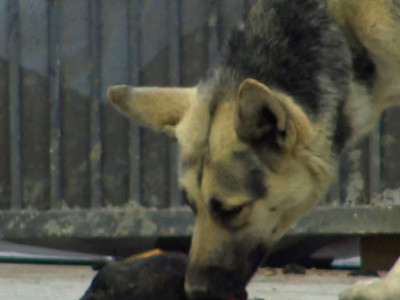 German Shepherd tries to revive her baby and wouldn't let us get close 💔🌺