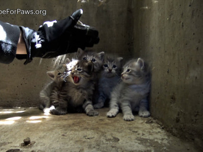 Lion kings and queens born in a storm drain - Loreta left screaming! 😱🙀