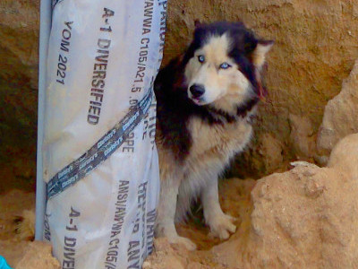 Abandoned Husky and puppies rescued just in time! 😰👍