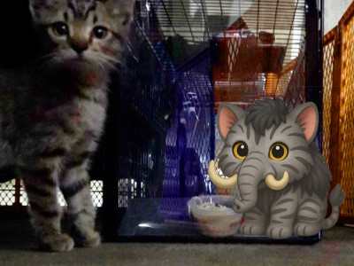 Saving a Life in the Land of Mammoths and Sabretooth Tigers 🐾