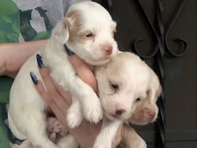 Nine dogs left behind after their owner passed away.