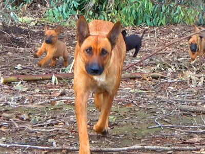 A GPS tracker on an injured dog led us to a den full of puppies! 🛰️🐕