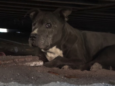 Senior dog lived under a shipping container for 9 YEARS!