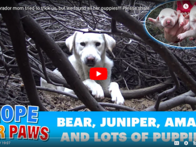 Homeless Labrador mom tried to trick us, but we found all her puppies!