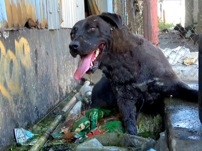 Homeless Labrador and her Shepherd friend stick together until the end 🥺