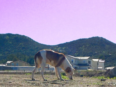 Homeless dog didn't trust humans who tried to help her for months!!!